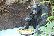 Tierpark Hellabrunn: Schimpanse Toni wird 50 - und erhält eine Torte  (©Foto: Martin Schmitz)